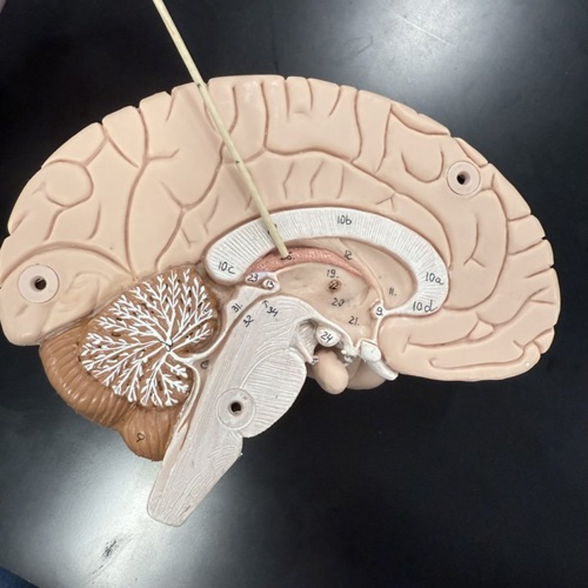 <p>What is this structure?</p>