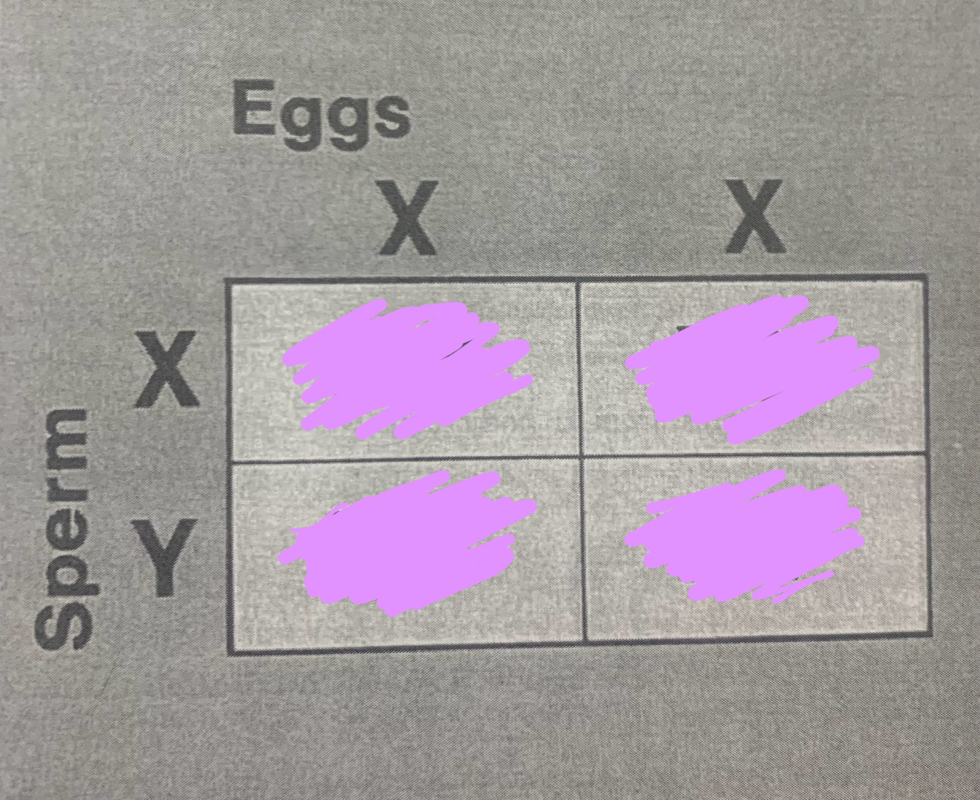 <p><span style="font-family: &quot;Times New Roman&quot;, serif"><strong>Determining gender (punnett square)</strong></span></p>