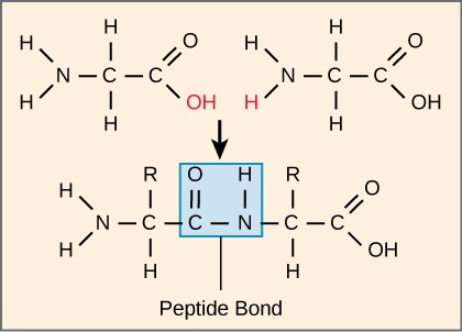 <p>Combine amino acids and create a polypeptide by taking an h20 out. </p>