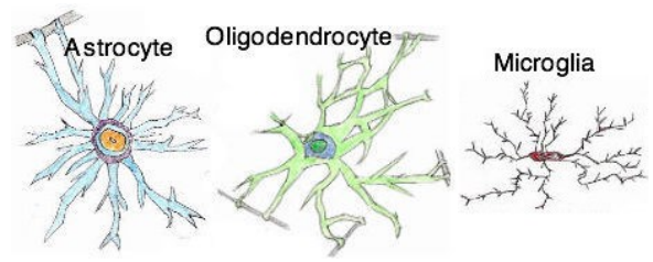 <ul><li><p class=""><strong>Astrocytes:</strong> Regulate the chemical environment of nerve cells</p></li><li><p class=""><strong>Oligodendrocytes:</strong> Form myelin sheaths around axons to ↑ impulse efficiency</p></li><li><p class=""><strong>Microglia:</strong> Primary immune cells of the CNS</p></li></ul><p></p>