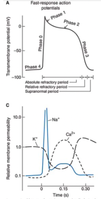<ul><li><p><span>From ordinary cardiac muscle cells</span></p></li><li><p><span>Characterized by:</span></p><ul><li><p><span>A rapid depolarization (phase 0) with a substantial overshoot (positive inside voltage)</span></p></li><li><p><span>A rapid reversal of the overshoot potential (phase 1)</span></p></li><li><p><span>A long plateau (phase 2)</span></p></li><li><p><span>A repolarization (phase 3) to a stable, high (large negative) resting membrane potential (phase 4)</span></p></li></ul></li></ul><p></p>