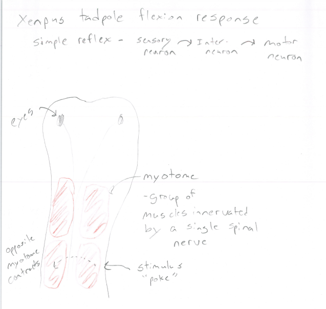 <p>Flexion Response* Flexion Circuit</p>