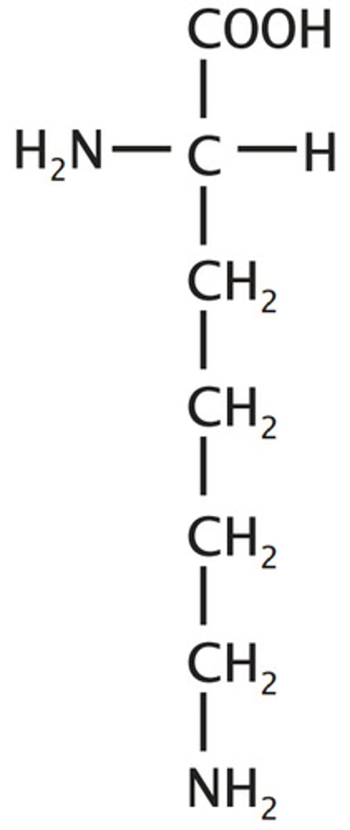 <p>Basic, Positively Charged at physiological pH (pKa ~10), primary amine (has both hydrophilic and hydrophobic regions of the side chain)</p>