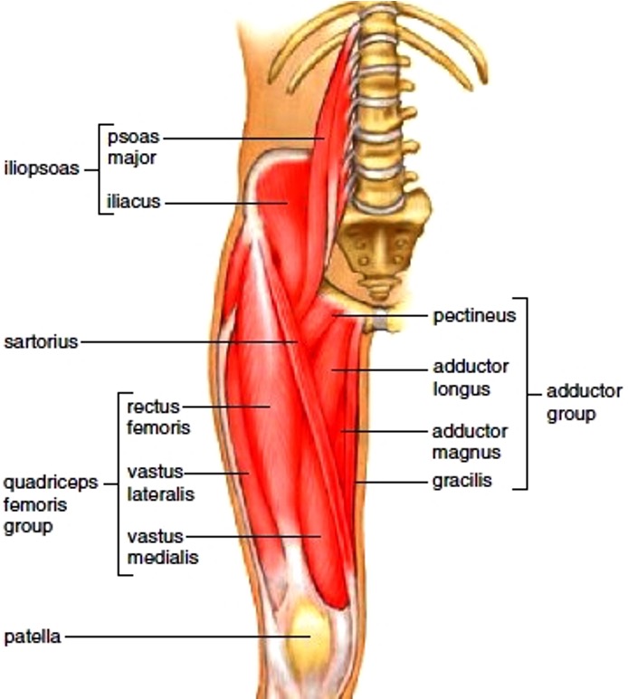 <p><strong>4 parts for extending leg at knee joint:</strong></p><p><mark data-color="red">rectus femoris- flex thigh; extend leg at joint </mark></p><p><mark data-color="red">vastus lateralis- extend leg at knee joint </mark></p><p><mark data-color="red">vastus intermedius- extend leg at knee joint</mark></p><p><mark data-color="red">vastus medialis- extend leg at knee joint </mark></p>