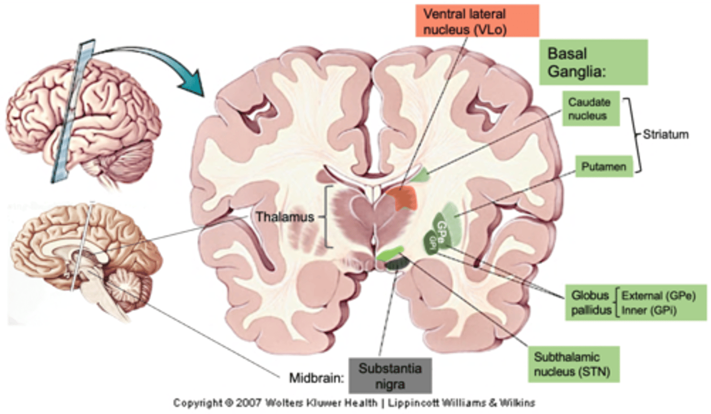 <p>The motor cortex connects to the ________ _________, which in turn feedback to the premotor area (______ _) via the ventrolateral complex of the thalamus (____) to control the initiation of movement - this is known as the _________ ______</p>