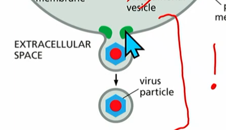 <ol><li><p>(endocytosis) vesicles forming from donor membrane <strong>into cytoplasm</strong> <br>*(outside of cell or lumen of organelle)<br>eg. COPI/COPII vesicles going to/from ER & Golgi<br></p></li><li><p>(exocytosis) vesicle fusion: <strong>vesicle merges with target membrane</strong><br>*(outside of cell or lumen of organelle)<br>eg. SNARE proteins (the pullers). Both t-SNAREs & v-SNAREs; opposite membranes to fuse.<br></p></li><li><p>Vesicle forms from donor membrane away from cytoplasm<br>*<em>(eg virus </em><strong><em>leaves to outside of cell and may take a bit of PM </em></strong><em>with it; may carry RNA to communicate with other cells)<br></em>* ESCRT proteins form vesicles using machinery in cytoplasm (see image).</p></li></ol><p></p><ul><li><p>3 is the only one leaving the cell with part of the PM (net loss of PM in cell)</p></li></ul><p></p>