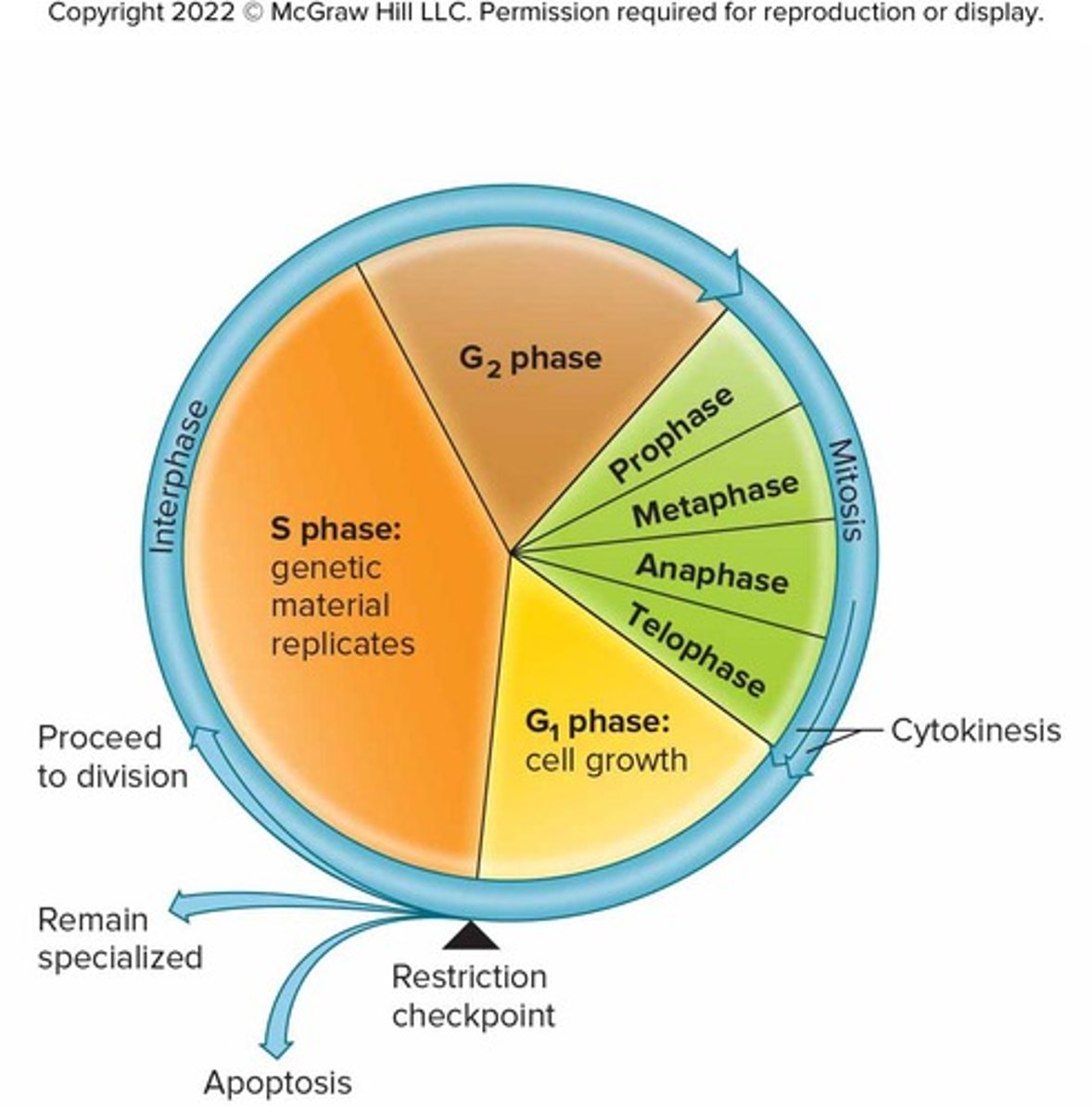 <p>Series of changes a cell undergoes from the time it forms until the time it divides</p>