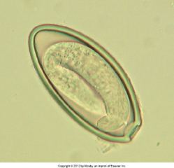 <p>horses cecum colon rectum pinworm cellophane tape impressions causes inflammation and pruritis</p>