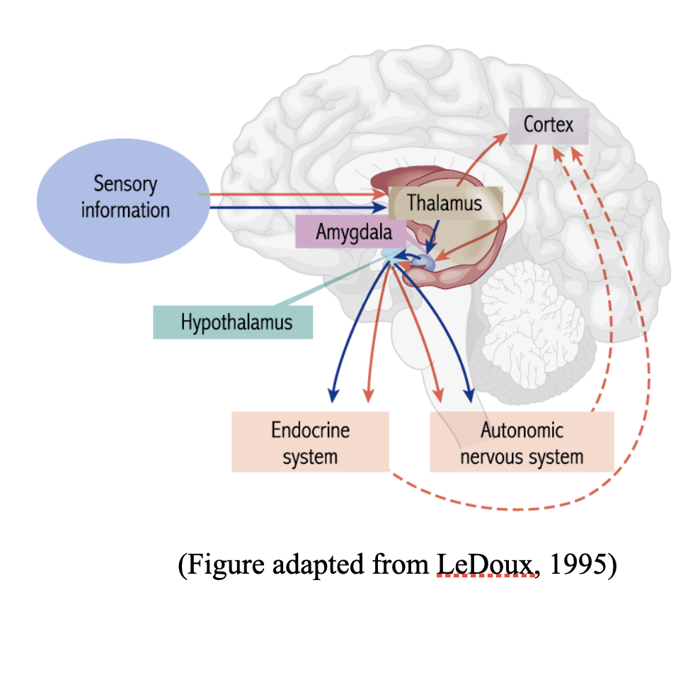 <p>What is the <span><span>Neuropsychology of Emotion?</span></span></p>