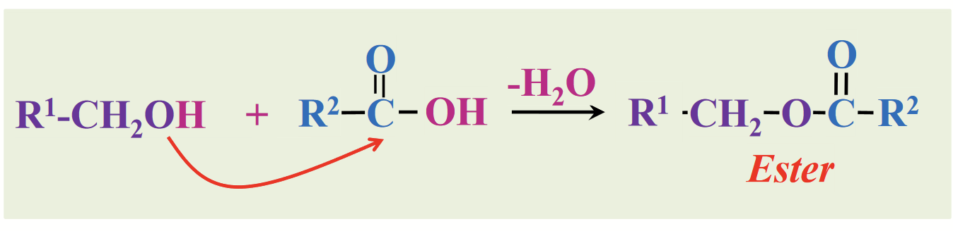 <p><strong><u>Derivatives of fatty acids (fatty acids are also carboxylic acids):</u></strong></p><p>Carboxylic acids and combine with alcohols to form…</p>