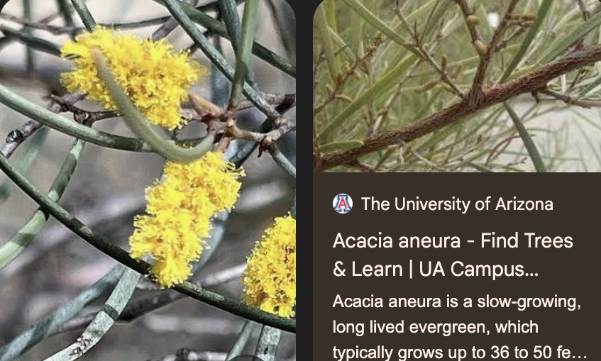 <p>summary: </p><p><em>Acacia aneura</em></p>