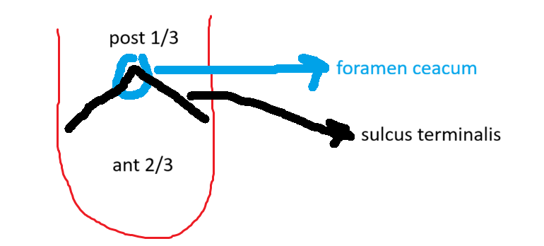 <p>foramen caecum</p>