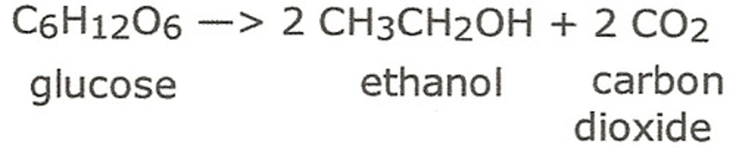 <p>Ethanol is produced by fermentation which converts glucose into ethanol and carbon dioxide</p><p>by using yeast as a catalyst.</p><p>This reaction is carried out between 30-40°C (optimum temperature for the yeast) in an</p><p>oxygen free environment, anaerobic conditions, and in neutral pH.</p>