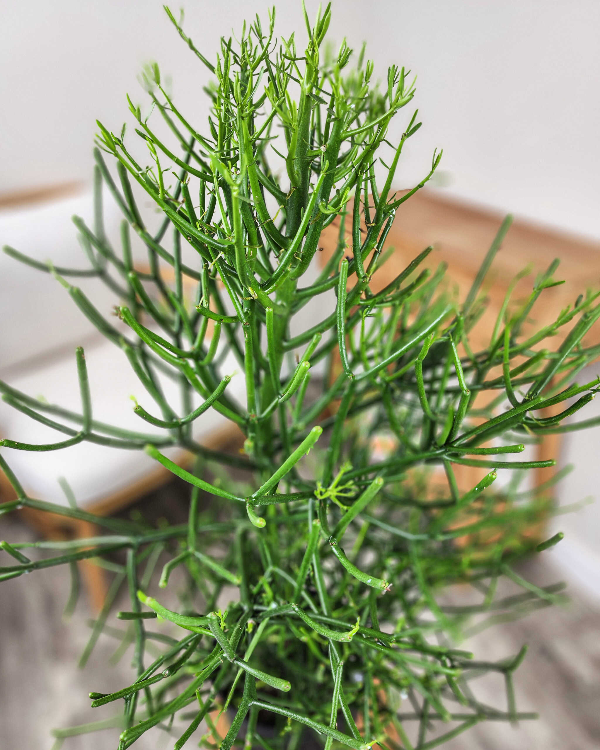 <p>Cylindropuntia leptiocaulis</p>