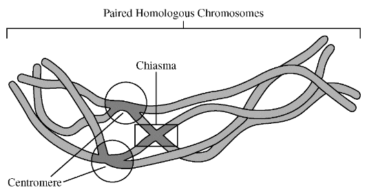 <p><span>The process depicted in the image above is best summarized by which of the following descriptions?</span></p><p><span>A. During the synthesis phase of the cell cycle, DNA molecules replicate to generate identical daughter cells.&nbsp;</span></p><p><span>B. Centromeres align specific gene sequences of homologous chromosomes during mitotic divisions.&nbsp;</span></p><p><span>C. The spindle apparatus attaches at chiasma during metaphase of mitosis.&nbsp;</span></p><p><span>D. During meiosis, crossing over leads to recombination of alleles between homologous chromosomes.&nbsp;</span></p>