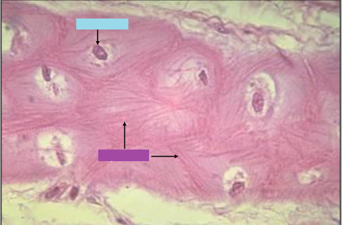 What is being shown? What is its magnification?