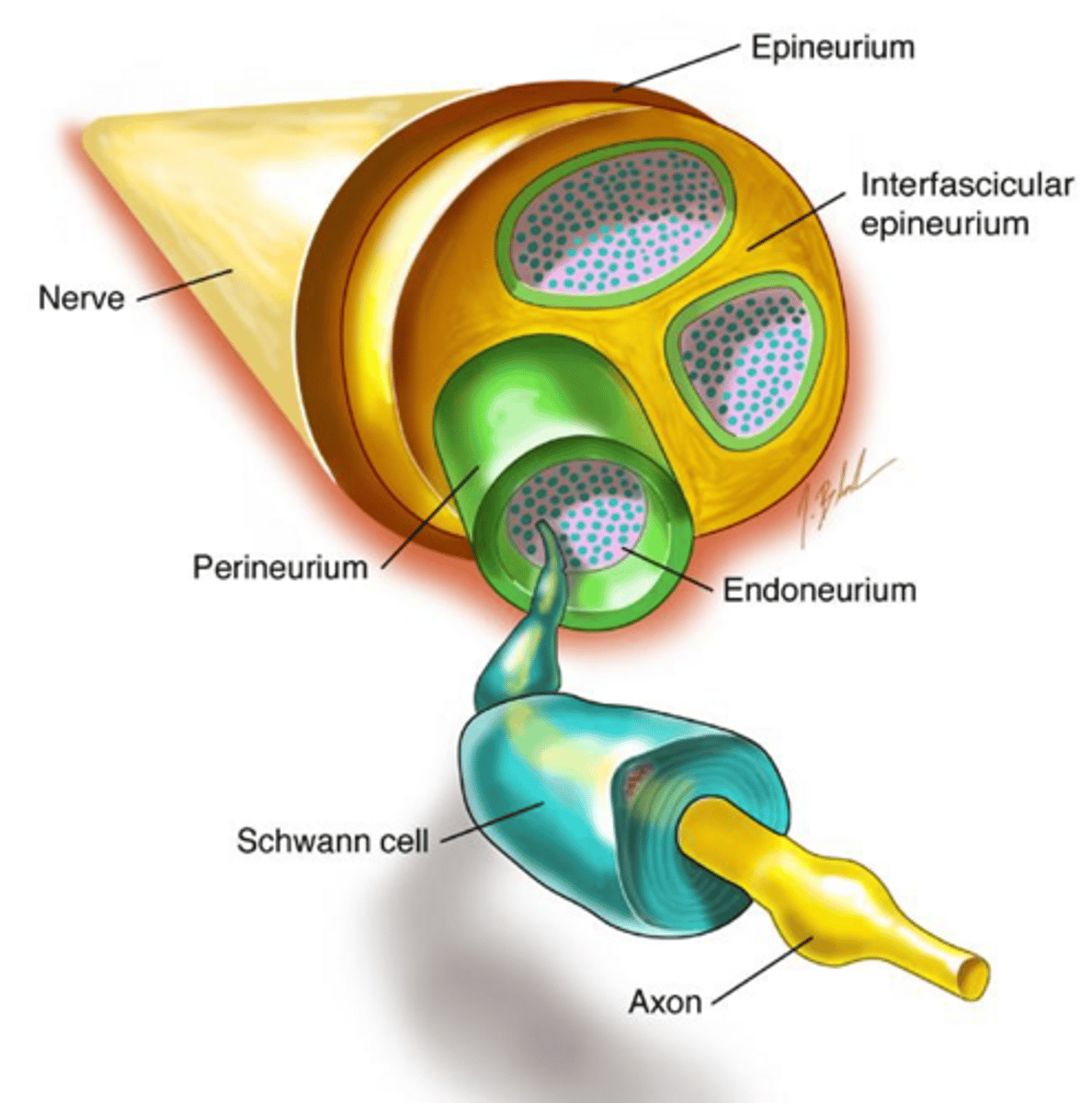 <p>Epineurium (outermost layer), Perineurium (covers each fascicle), and Endoneurium (covers axons).</p>