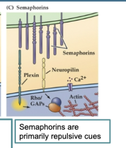 <p>Figure 23.5 Signals provided by the embryonic environment – Diffusible signals (semaphorins)</p><p>Figure C</p>