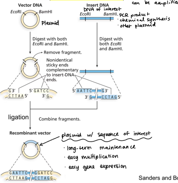 <ul><li><p>vector DNA (plasmid) digested with restriction enzymes, resulting in removed fragment and exposed sticky ends</p></li><li><p>DNA of interest digested with restriction enzymes, those sticky ends combine with the vector to create a recombinant vector</p></li><li><p>recombinant vector is plasmid with sequence of interest</p></li></ul><p></p>