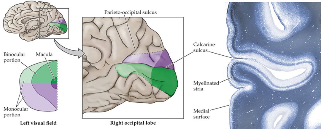 <p>where are the maps of contralateral field maintained?</p>