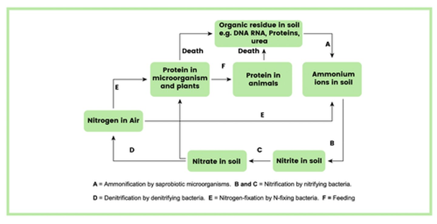 <p>NOTE: Practise drawing this out to memorise it, exam questions will usually only ask you for parts of this diagram as its so big!</p>