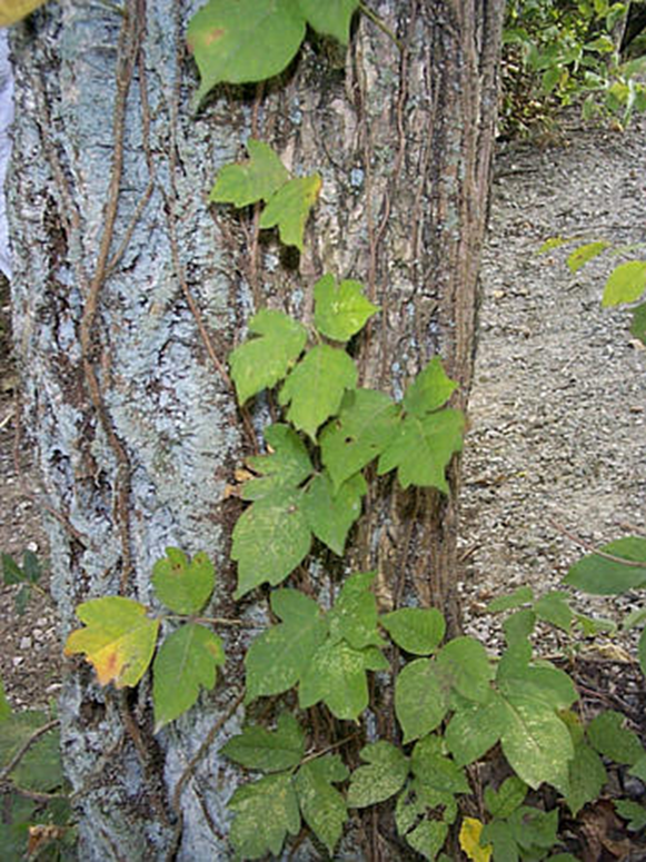 <p>Aerial, adventitious roots of lianas </p>