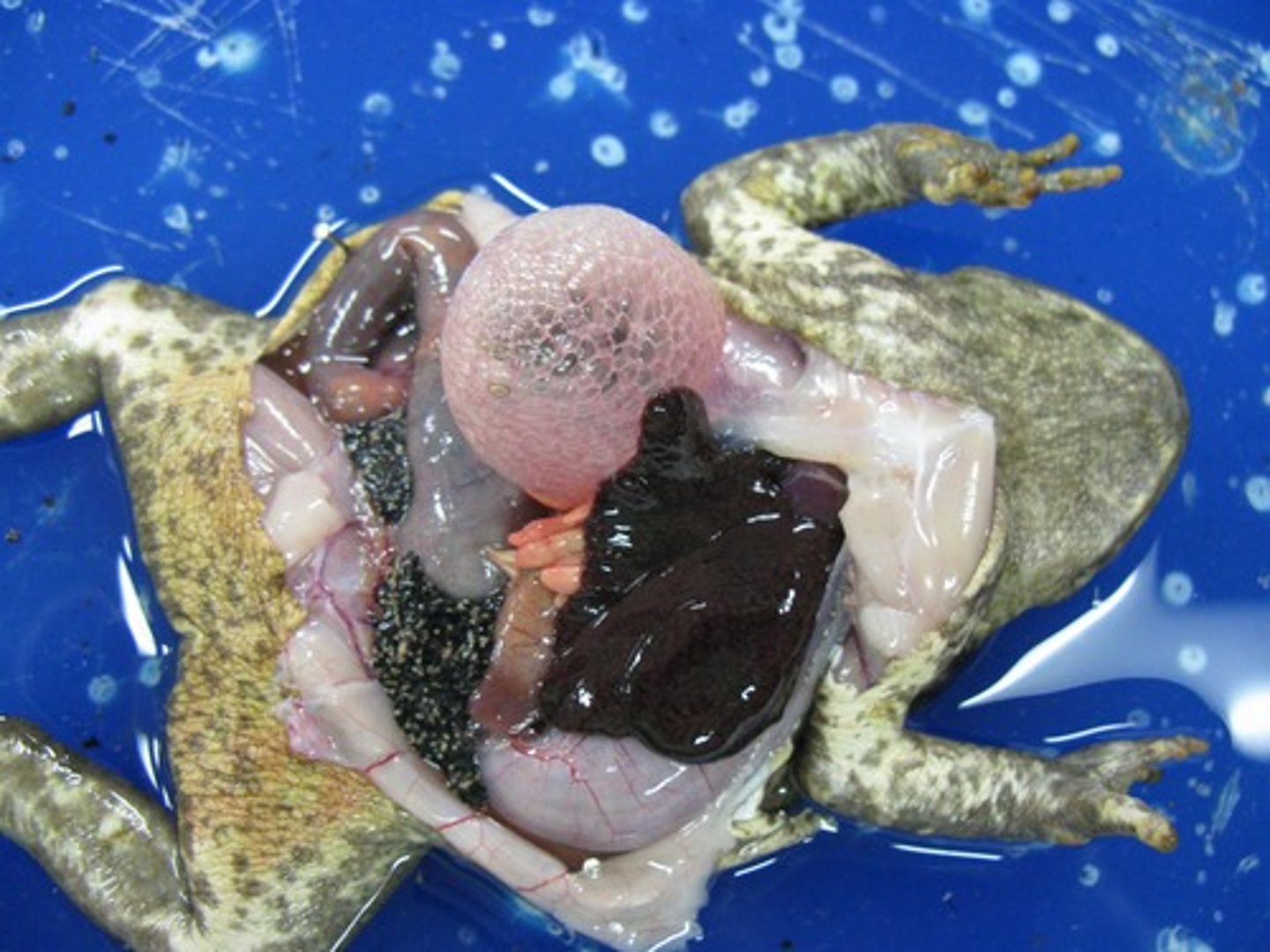 <p>Cutting apart a dead body to discover more about how it works. Banned by the Church, meaning Galen experimented using animals.</p>