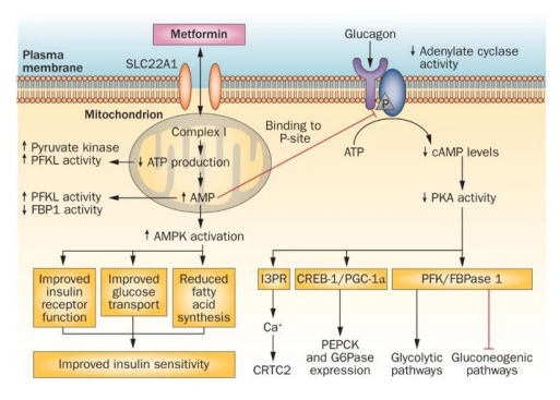 <p>Treating insulin resistance</p>