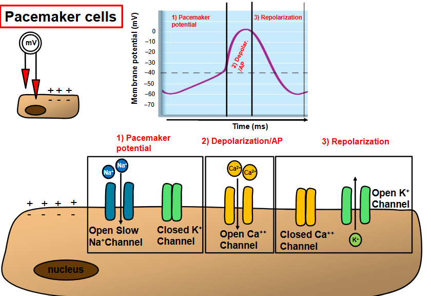 <p>pacemaker potential</p><ul><li><p>slow sodium channels open, NA+ enters cell</p></li><li><p>potassium channels are closed</p></li><li><p>membrane potential becomes less negative</p></li></ul><p>depolarization/action potential</p><ul><li><p>calcium channels open (Ca2+ enters cell) - voltage gated (sodium channels)</p></li><li><p>membrane potential becomes less negative FASTER</p></li></ul><p>repolarization</p><ul><li><p>calcium channels close</p></li><li><p>potassium channels open, K+ leaves cell</p></li><li><p>membrane potential becomes more negative&nbsp;</p></li></ul><p></p>