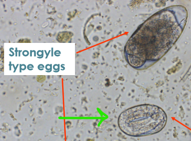 <p>intestinal threadworm that infects horses and donkeys</p>