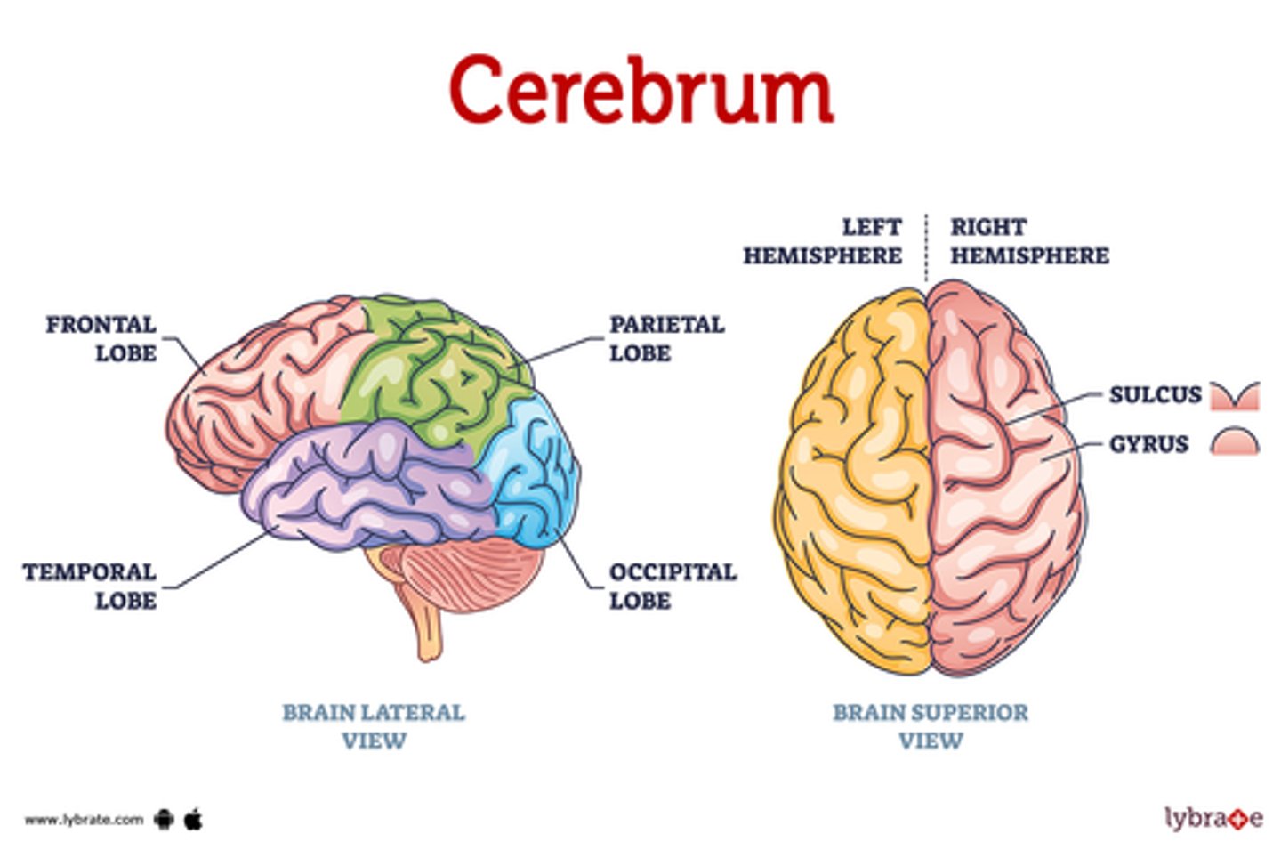 <p>The area of the brain is responsible for all voluntary activities of the body.</p>