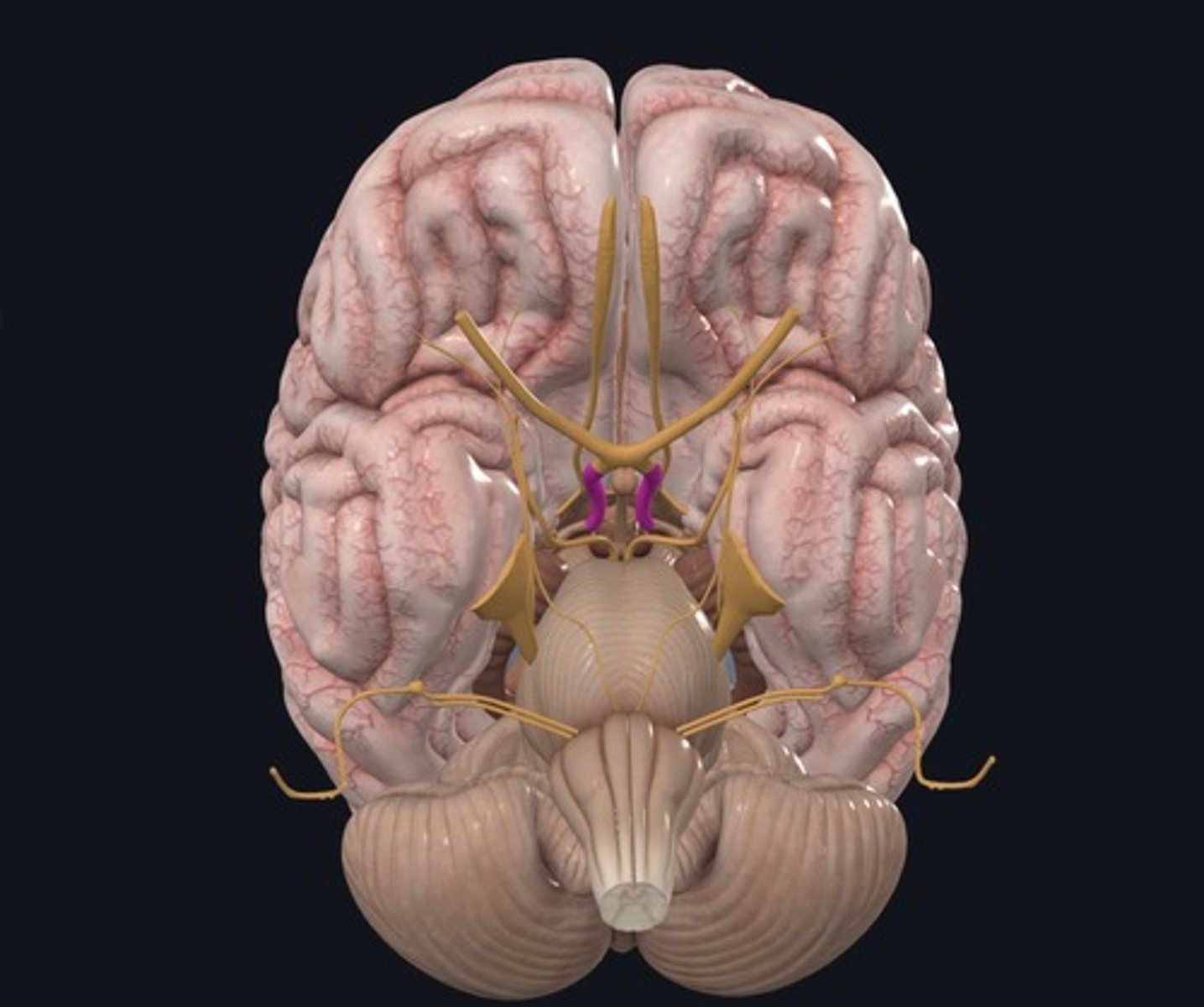 <p>Name the structure highlighted purple.</p>