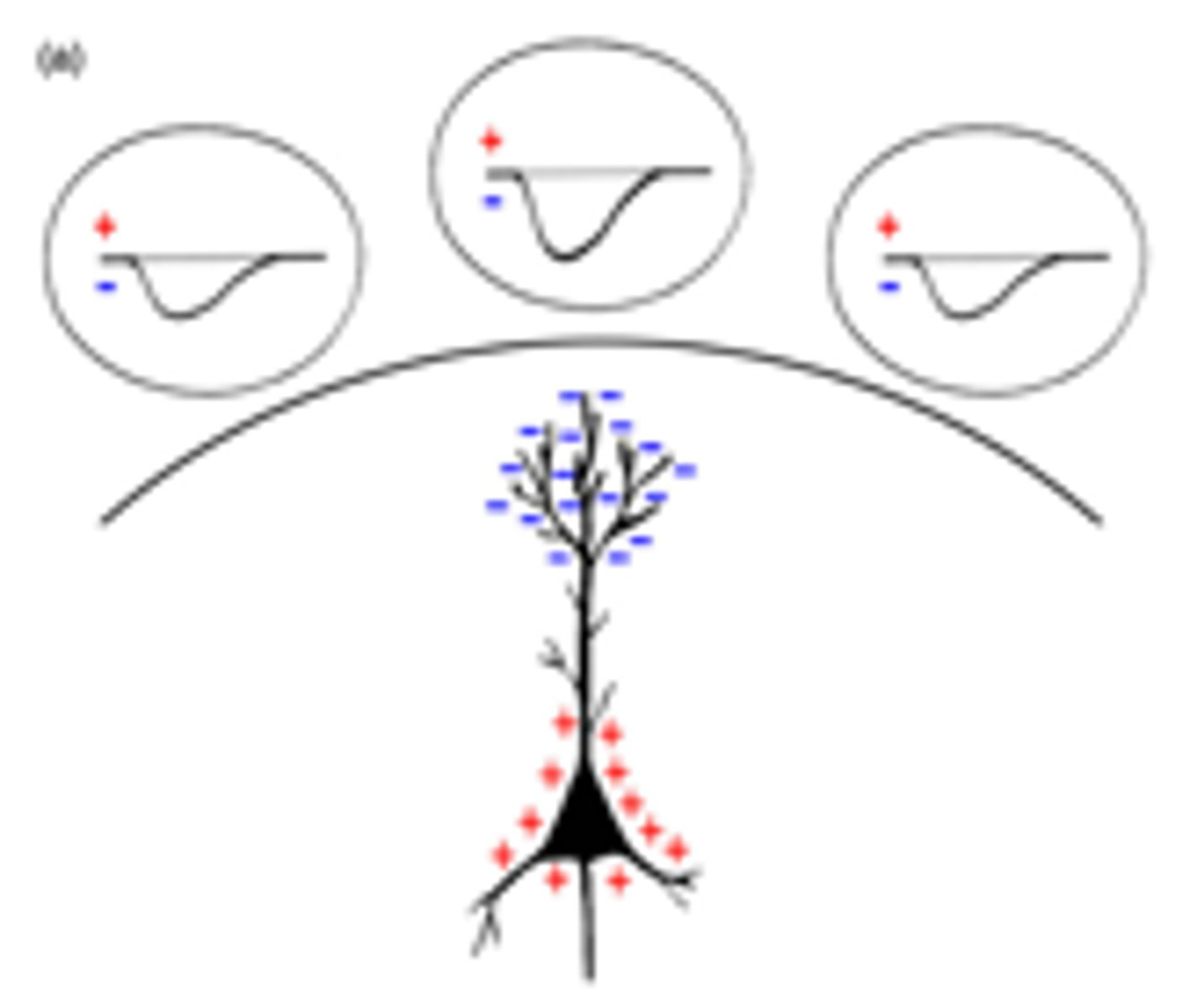 <p>perpendicular to cortex, see one polarity for potential, greatly sharpened with CSD</p>