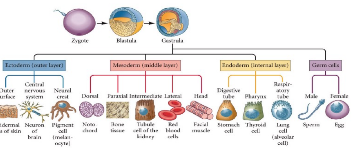 <p>Ectoderm (outer layer)</p><p>Mesoderm (middle layer)</p><p>Endoderm (internal layer)</p><p>(Throughout cleavage, transcription factors that regulate gene expression of specific cell types are grouped together)</p>