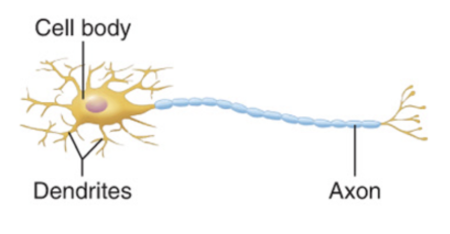 <ul><li><p>many processes extend from cell body</p></li><li><p>many dendrites, one axon</p></li><li><p>most abundant (99% of neurons)</p></li></ul><p></p>