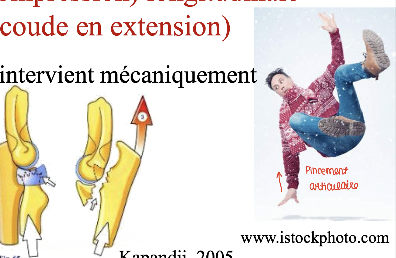<p><span data-name="black_small_square" data-type="emoji">▪</span> Seule la résistance osseuse intervient mécaniquement</p><ul><li><p>Tête radiale</p></li><li><p>Processus coronoïde </p></li><li><p>Capitulum</p></li><li><p>Trochlée humérale</p></li></ul><p><span data-name="black_small_square" data-type="emoji">▪</span> La membrane interosseuse intervient si fracture de la tête radiale ou ablation de celle-ci.</p>