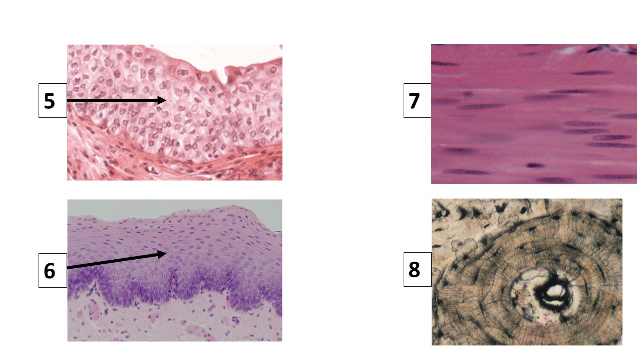 <p>Identify tissue #8</p>