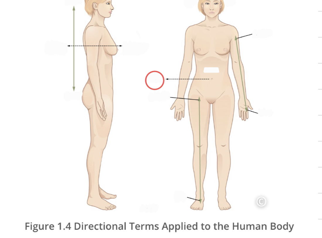 <p>describes the side or direction away from the middle of the body</p>