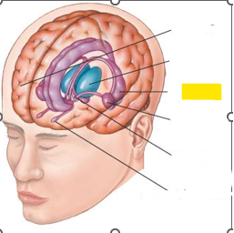 <p>Hvaða hlut i heilans er þetta?</p>