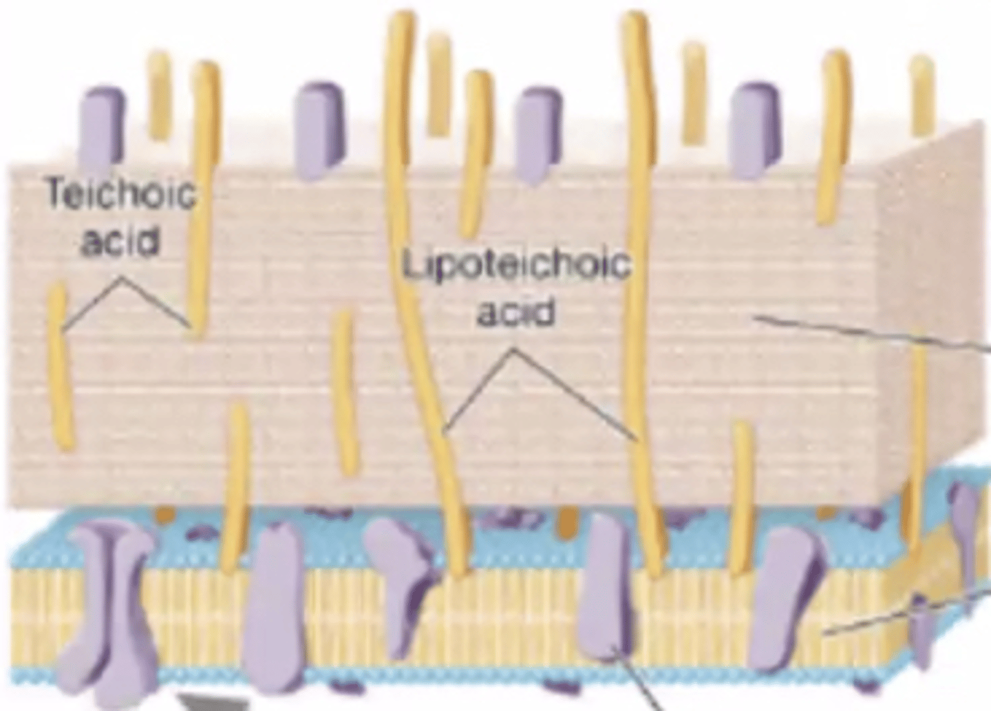 <p>Based on the structure of the cell wall, is this a gram-negative or a gram-positive bacterium?</p>