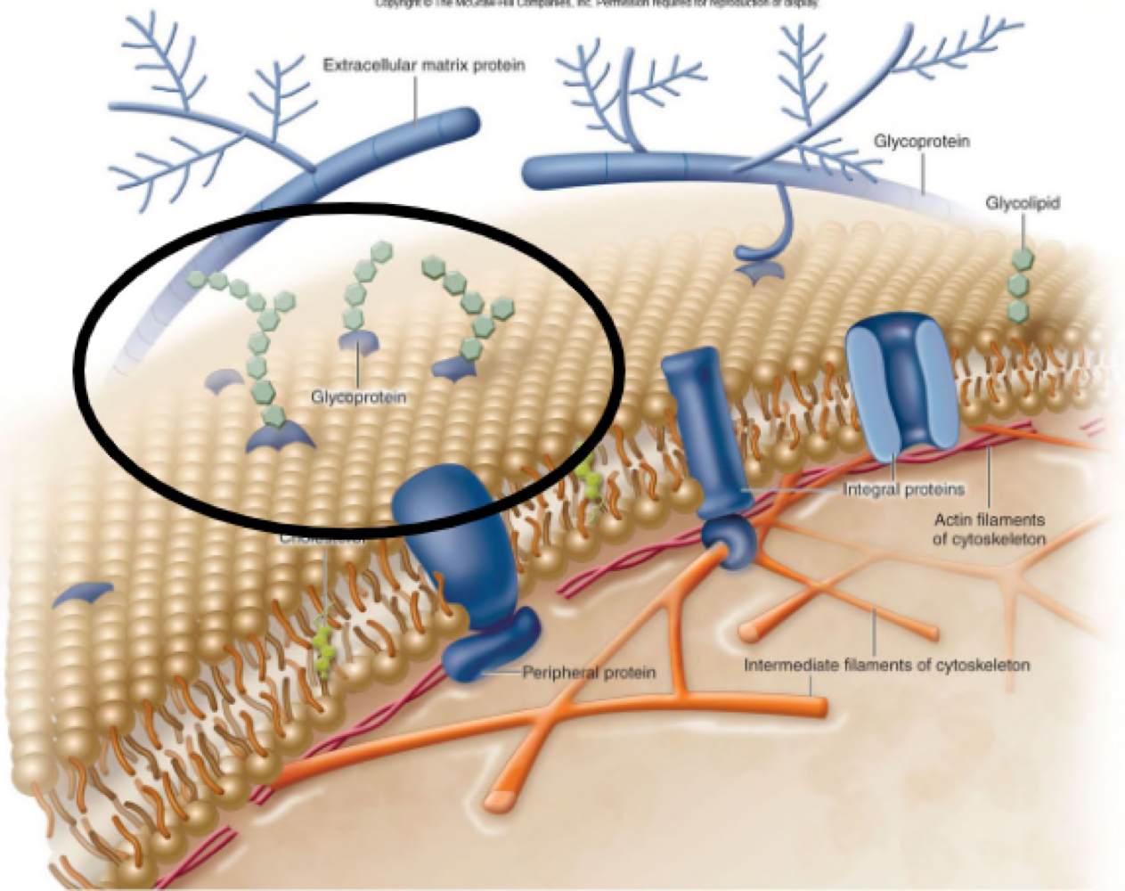 Proteins on the surface of cells (glycoproteins or rbc’s)