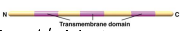 <p>It has multiple transmembrane domains or sequences that encode for the mitochondria.</p>