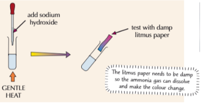 <ol><li><p>Ammonium gas is <u>alkaline </u></p></li><li><p>Add sodium hydroxide to the solution</p></li><li><p>Gently heat the mixture and hold <strong>damp litmus paper </strong>above it </p><p></p></li></ol><p></p>