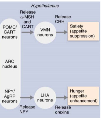 <ul><li><p>Current theories focus mainly on neural signals from GI tract, hormones, and blood nutrient levels</p><ul><li><p>To lesser extent, body temperature and psychological factors also play role</p></li></ul></li><li><p>Areas of hypothalamus release peptides that influence feeding behavior</p><ul><li><p>Arcuate nucleus (ARC): controls hunger, fullness, and regulating body weight</p></li><li><p>stimulates/inhibits:</p><ul><li><p>Ventromedial Nucleus (VMN)</p></li><li><p>Lateral Hypothalamic Area (LHA)</p></li></ul></li></ul></li></ul><p></p>