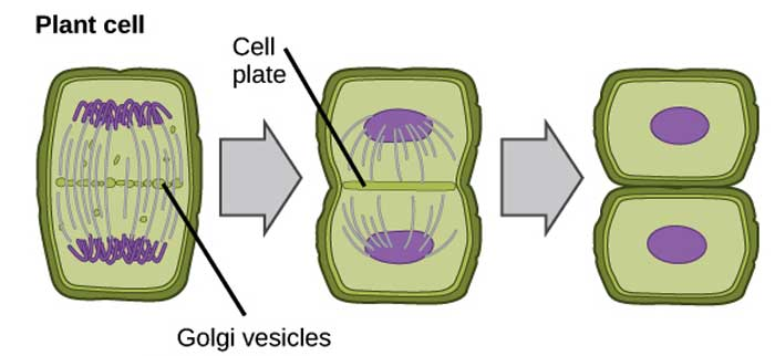 <p>how plant cells split</p>