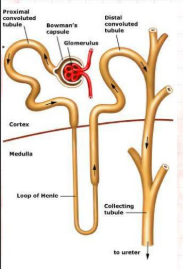 <p>The first twisted tube after the filter, where most useful things are reabsorbed into the blood.</p>
