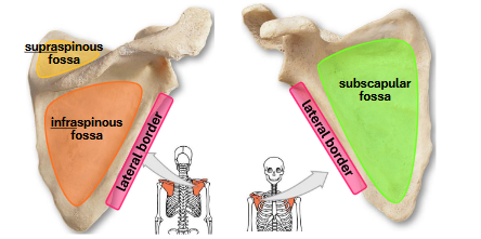 <p>Memorize these</p>
