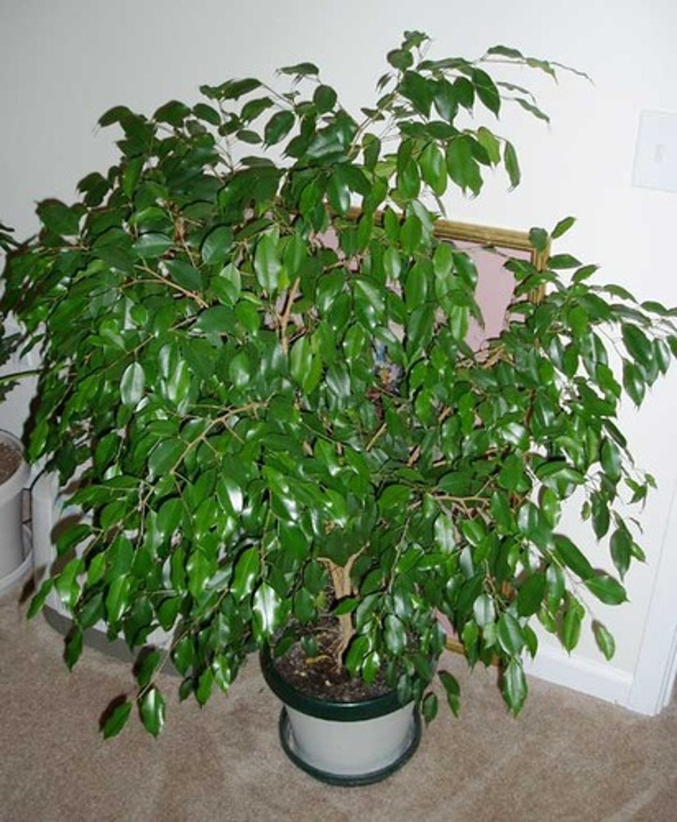 <p>Ficus benjamina</p>