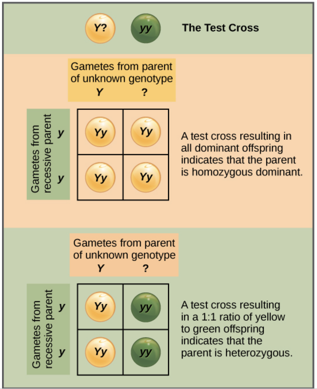 <ul><li><p>Determine whether an organism expressing a dominant trait is a homozygote or a heterozygote.</p></li></ul><ul><li><p><span>A </span><strong>test cross</strong><span> is a genetic experiment used to </span><strong>find out the genotype</strong><span> of an organism that shows a </span><strong>dominant trait</strong><span>.</span><br><span>It’s done by </span><strong>crossing</strong><span> that organism with another that is </span><strong>homozygous recessive</strong><span> (has two recessive alleles for the same trait) .</span></p></li><li><p><strong>Why It’s Used:</strong></p><p>Sometimes, an organism looks like it has a dominant trait, but we can’t tell if it’s:</p><ul><li><p><strong>Homozygous dominant (AA)</strong> → has two dominant alleles, or</p></li><li><p><strong>Heterozygous (Aa)</strong> → has one dominant and one recessive allele.</p></li></ul><p>A <strong>test cross</strong> helps us figure that out by looking at the <strong>offspring’s traits</strong>.</p></li></ul><p></p>