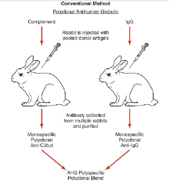 <ul><li><p><span> prepared by injecting human globulins into rabbits</span></p><ul><li><p><span>Advantages:</span></p><ul><li><p><span>Detects many different IgG antibodies</span></p></li></ul></li><li><p><span>Disadvantages</span></p><ul><li><p><span>Manufacturing--if excess antibody present (IgG), then prozoning may occur resulting in potentially false-negative results</span></p></li><li><p><span>Unable to determine potency of anti-C3d, C3b individually</span></p></li></ul></li></ul></li></ul><p></p>